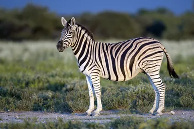 Бурчеллова зебра — Википедия