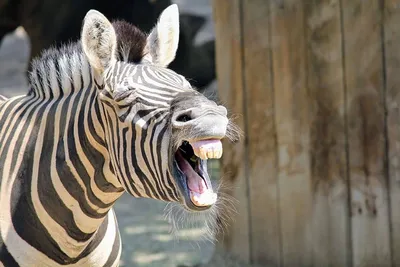 Зебра — Зоопарк Садгород