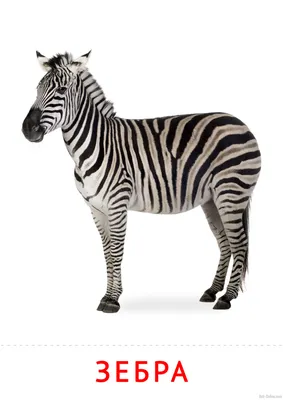 Зебра клипарт животных мультяшном стиле PNG , зебра клипарт, зебра,  мультфильм PNG картинки и пнг PSD рисунок для бесплатной загрузки