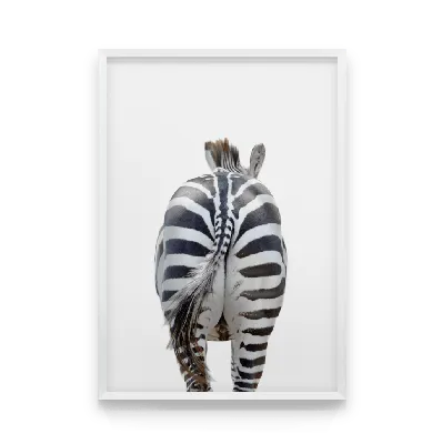 Common Zebra | Common Zebra - Equus quagga - Равнинная зебра… | Flickr