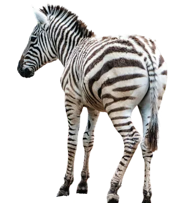 Zebra Африка Зебра - Бесплатное фото на Pixabay - Pixabay