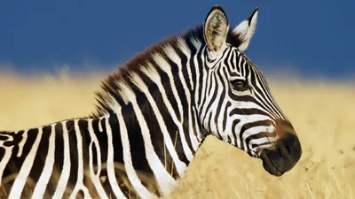 Интересные факты о зебре | С миру по шерстинке | Дзен