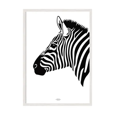 Зебра — Зоопарк Садгород