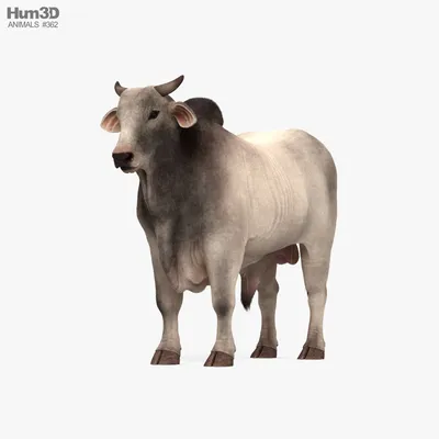 Священная корова - индийская корова зебу | pod-ryukzakom.ru