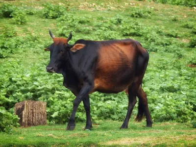зебу коровы стоковое фото. изображение насчитывающей территории - 24160942