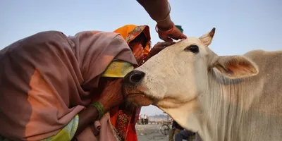 Браман (брахман) - порода коров КРС: описание, характеристика, содержание