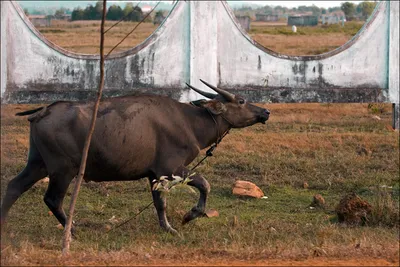 Корова зебу: 900 $ - Сельхоз животные Полтава на Olx