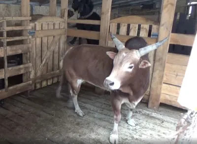 Корова зебу nano стоковое фото. изображение насчитывающей корова - 111260716