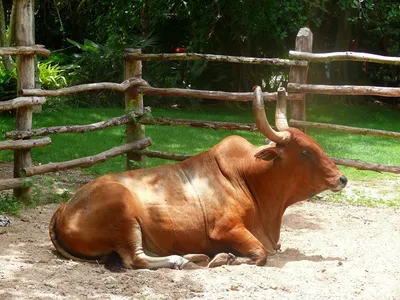 Фотография крупного рогатого скота зебу-брахман в фермерской местности |  Премиум Фото