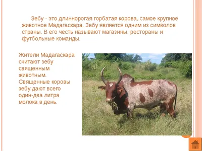 Священная корова - индийская корова зебу | pod-ryukzakom.ru
