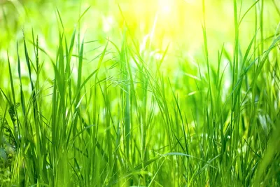 Обои Зеленая трава в росе, раздел Макро - скачать бесплатно на рабочий стол  | Grass wallpaper, Nature wallpaper, Bokeh wallpaper