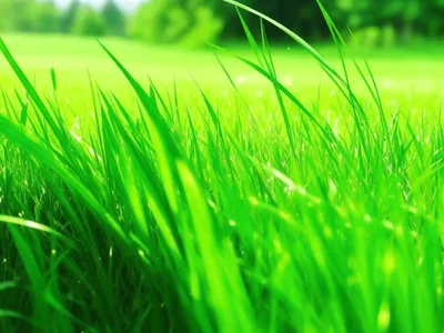 Трава, grass, texture, текстурыы и фоны травы, зеленая трава