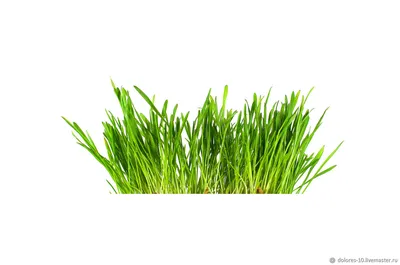 Просто зеленая трава — Сообщество «Фотография» на DRIVE2