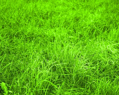 Зеленая трава обои для рабочего стола, картинки и фото - RabStol.net