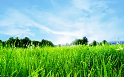 Скачать 1920x1080 трава, газон, текстура, зеленый обои, картинки full hd,  hdtv, fhd, 1080p