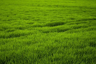 Зеленая трава на поле обои для рабочего стола, картинки и фото - RabStol.net