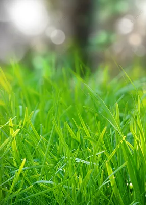 Зеленая трава крупным планом световой эффект обои Фон Обои Изображение для  бесплатной загрузки - Pngtree