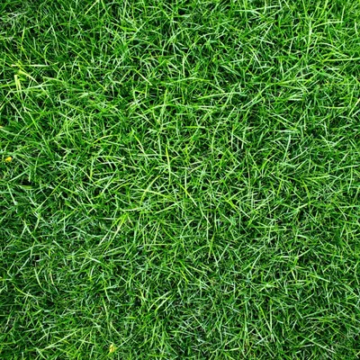Поляна, зелёная трава солнце небо …» — создано в Шедевруме