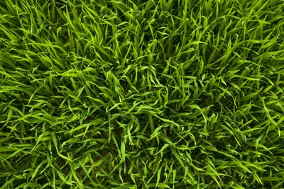 зеленая трава Hd обои · Бесплатные стоковые фото