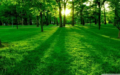 зеленая трава поле, зеленая лужайка плакат, плакаты цветы трава фон, белый,  пейзаж, подсолнух png | Klipartz