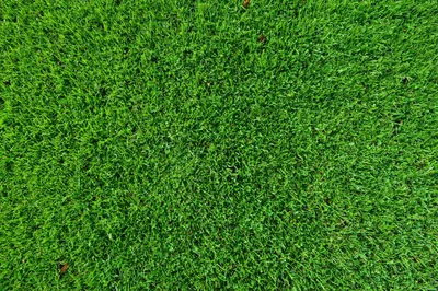 зеленая трава на белом фоне Stock Photo | Adobe Stock