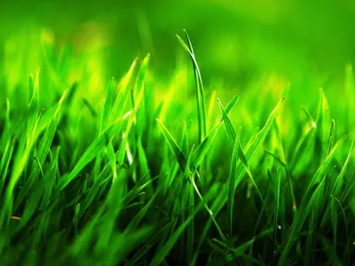 зеленая трава-ОБОИ- на рабочий стол-Весна бесплатно