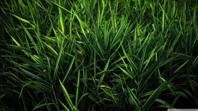 Разные оттенки зеленого у травы и пальм | Обои для телефона