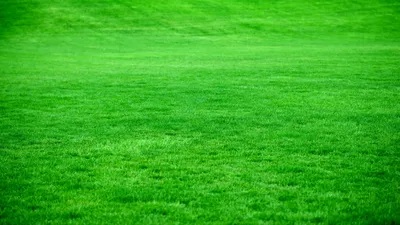 green #зеленый #aesthetic #эстетика #обои #grass #трава #wallpaper  #foundalighter | Оттенки зеленого, Живописные пейзажи, Пейзажи