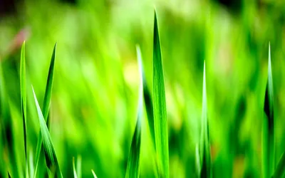 Обои Зеленая трава, роса, капли воды 750x1334 iPhone 8/7/6/6S Изображение