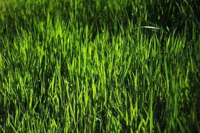 Весенняя яркая зеленая трава — обои на рабочий стол — Abali.ru