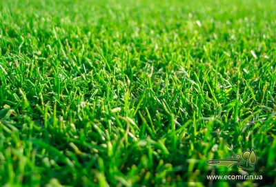 Сочная зеленая трава - 60 фото