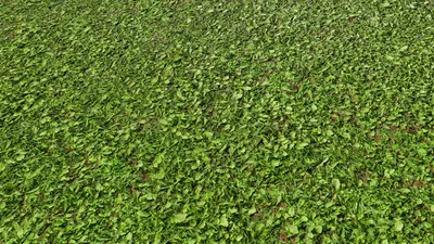 Скачать текстуру в высоком разрешении: зеленая трава, фон, текстура,  скачать фото, green grass texture