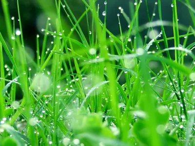 Земля с зеленой травой - скачать бесплатно бесшовные текстуры и Substance  PBR материал в высоком разрешении