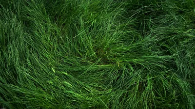 Обои для рабочего стола Зеленая трава фото - Раздел обоев: Капли воды
