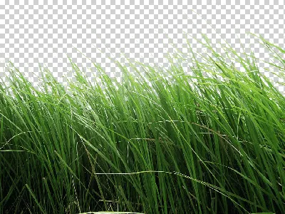 Обои зимы Зеленая трава и деревья в фоновом режиме, озеро Стоковое  Изображение - изображение насчитывающей бобра, концепция: 167495013