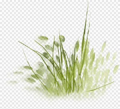 Зеленая газонная трава, фон, текстура Stock Photo | Adobe Stock