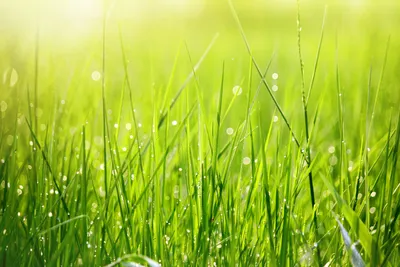 зеленая трава, Adobe Illustrator Масштабируемая графика, Луг, компьютерные  обои, трава, газон png | PNGWing