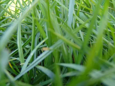 Трава на футбольном поле