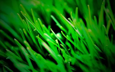 Зелёная трава и утренняя роса - обои на рабочий стол