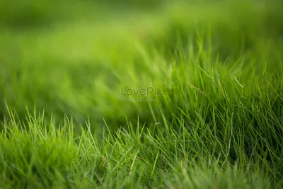 Зеленая трава · Бесплатные стоковые фото