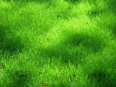 Сочная зеленая трава (35 фото) - 35 фото