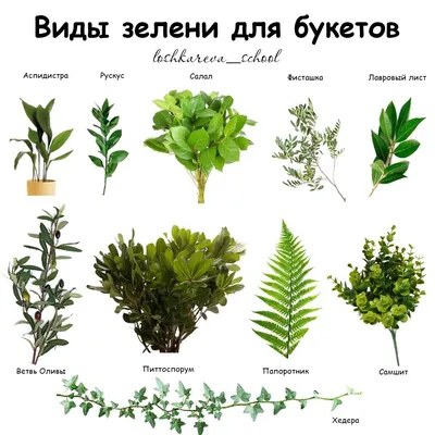 Дары сезона: какая зелень полезна и с чем её съесть - Chayka.lv