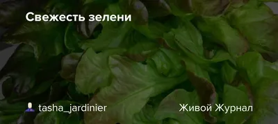 Набор зелени «СидСад» Эконом, 100 г купить в Минске: недорого в  интернет-магазине Едоставка