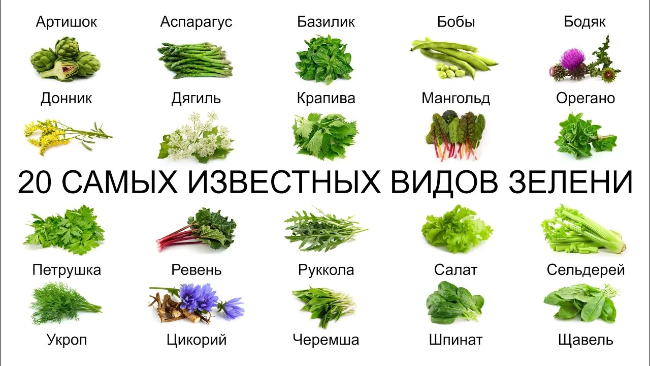 Зеленая ел какая какое. Зелень для салатов названия. Наименование зелени для салатов. Виды зеленого. Трава для салата название.