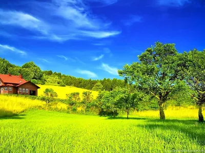 Full HD Green Background 2023 » Cute Pictures | Photo Media