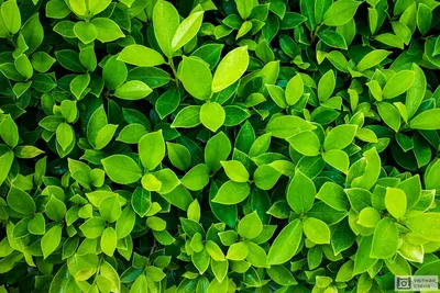 Wallpaper plants 🌿 Обои листья 🌿 | Leaves wallpaper iphone, Dark green  aesthetic, Leaf wallpaper