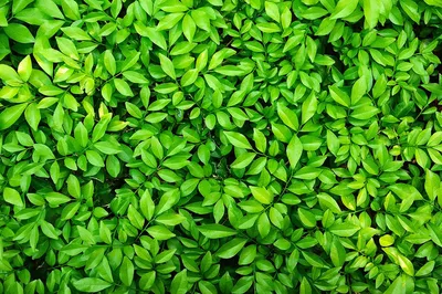 Фотообои / флизелиновые обои Тропические зеленые листья 4 x 2,7 м - купить  по выгодной цене в интернет-магазине OZON (355444181)