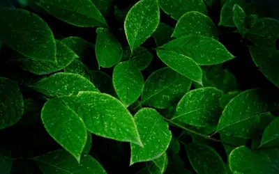 зеленые листья стоковое изображение. изображение насчитывающей естественно  - 1405343