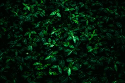 Зелёные листья, как обои в лесу Стоковое Изображение - изображение  насчитывающей обои, завод: 195622583