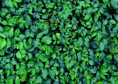 Скачать 3840x2160 листья, ветка, темно-зеленый, глянцевый, растение обои,  картинки 4k uhd 16:9